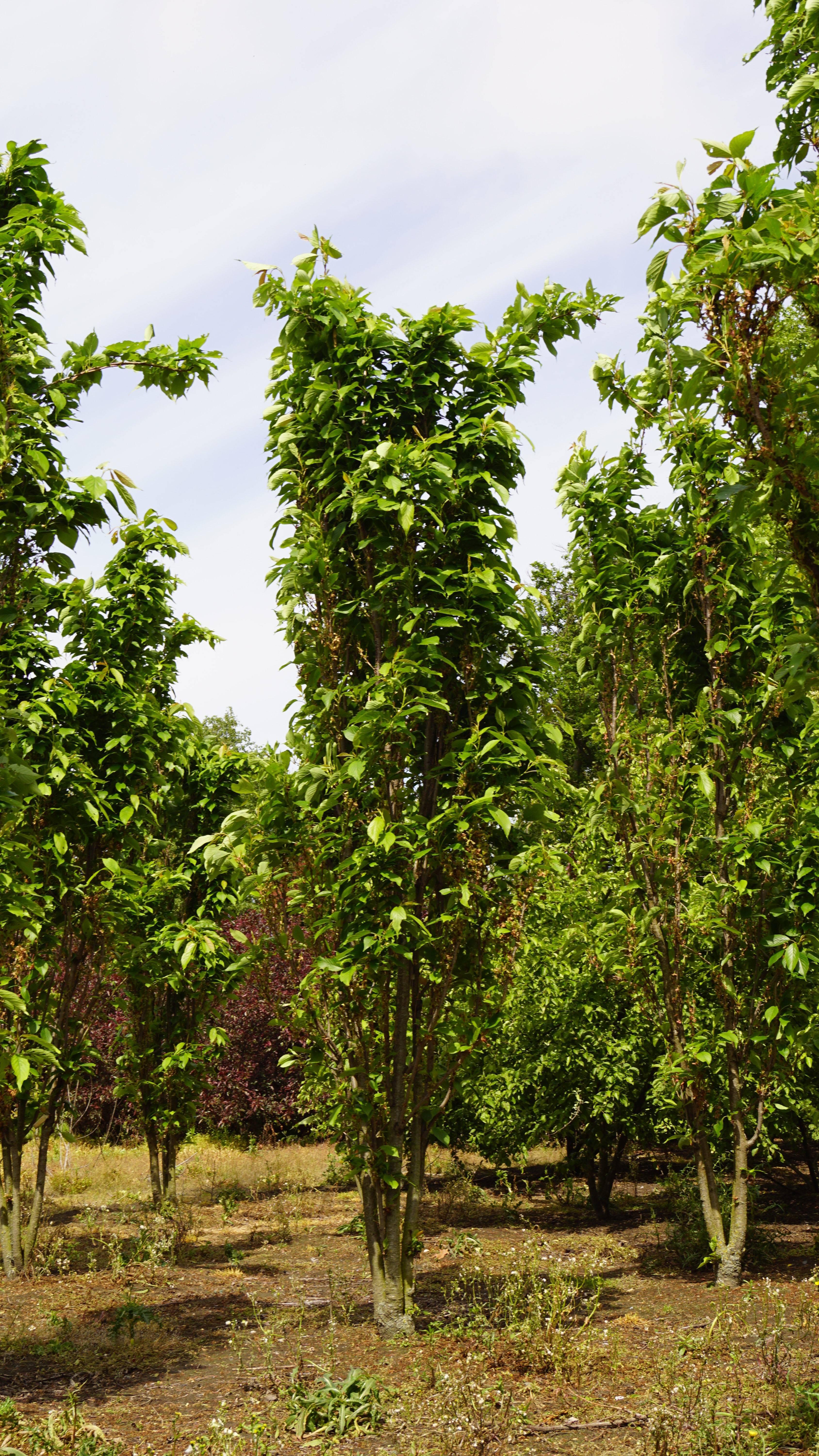 Prunus serrulata 'Amanogawa' (2)